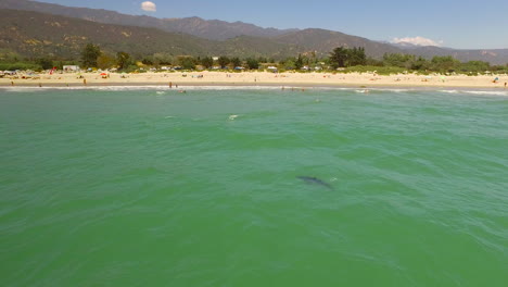 Eine-Antenne-über-Einem-Kalifornischen-Strand-Mit-Einem-Weißen-Hai,-Der-Vor-Der-Küste-Schwimmt-1
