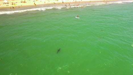 Eine-Antenne-über-Einem-Kalifornischen-Strand-Mit-Einem-Weißen-Hai,-Der-Vor-Der-Küste-Schwimmt-3