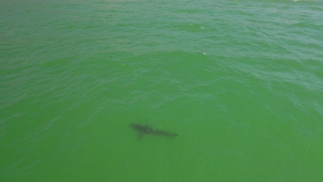 An-Aerial-Over-A-California-Beach-With-A-Great-White-Shark-Swimming-Offshore-4