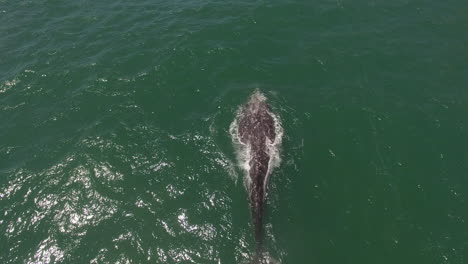 Eine-Antenne-über-Einem-Kalifornischen-Grauwal,-Der-Wandert