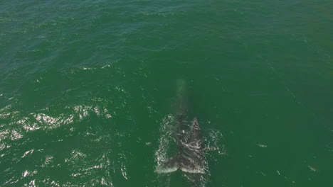 An-Aerial-Over-A-California-Gray-Whale-With-Calf-Migrating