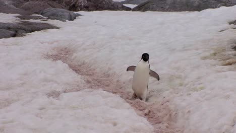 A-penguin-walks-along-a-snowy-path-in-Antarctica