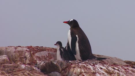 Penguin-mother-feeds-babies-in-Antarctica