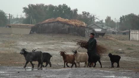 A-farmer-leads-his-goats-through-the-rain-in-Kazakhstan-or-Uzbekistan