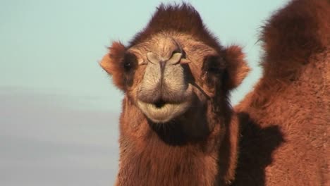 A-camel-looks-at-the-camera-along-the-Silk-Road