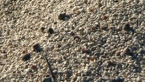Millions-of-tiny-seashells-illustrate-the-ecological-disaster-that-is-the-Aral-Sea-in-Kazakhstan-or-Uzbekistan