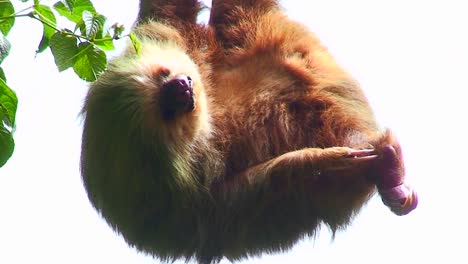 A-sloth-hangs-from-a-tree-in-Costa-Rica