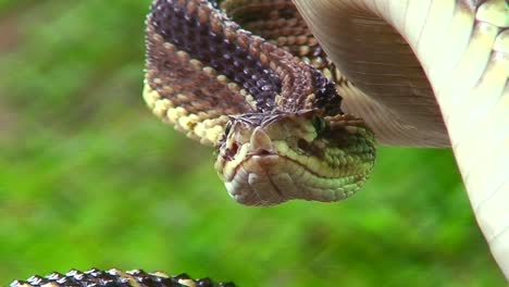 A-rattlesnake-is-poised-and-ready-to-strike-on-the-porch-of-a-house