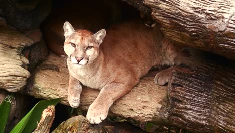 A-puma-or-mountain-lion-in-his-den-in-Costa-Rica