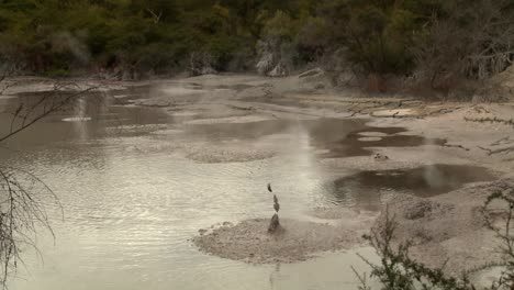 Hot-pools-of-bubbling-mud-are-a-feature-of-New-Zealand's-Rotorua-region-1