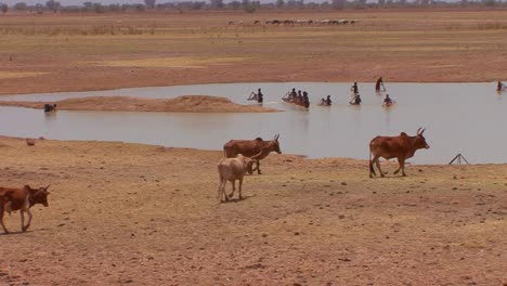 Cattle-walk-to-a-river-to-drink-while-children-play-in-mali-Africa