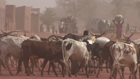 Shepherds-lead-their-animals-through-Sahara-desert-town-in-Mali