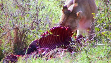 A-lion-eats-prey-on-the-African-savannah