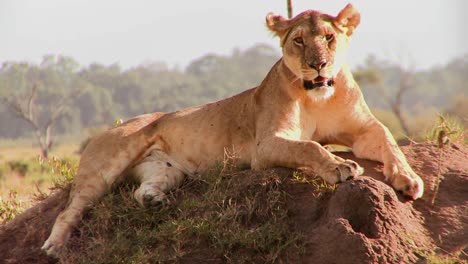 A-beautiful-lion-poses-on-a-rock-in-Africa