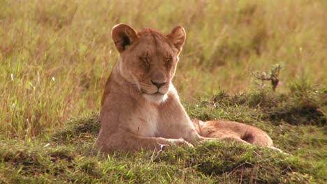A-beautiful-lion-lies-in-the-grass-in-Africa