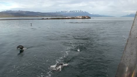 Eine-Gruppe-Von-Delfinen-Tummelt-Sich-Vor-Der-Küste-Von-Santa-Barbara-Kalifornien,-Gesehen-Von-Einem-Boot-In-Der-Nähe
