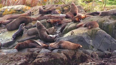Seals-amass-on-a-beach