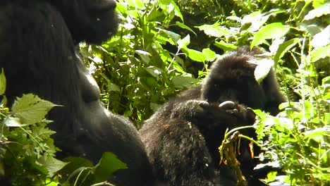 Montaña-gorillas-in-the-jungle