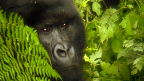 Mountain-gorillas-in-the-jungle-1