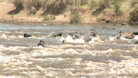 Cebras-Cruzan-Un-Río-Embravecido-En-áfrica