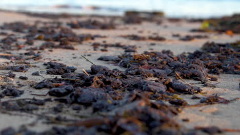 Tar-And-Oil-Collect-On-The-Beach-After-The-Massive-Beach-Cleanup-Effort-Following-The-Refugio-Oil-Spill-1