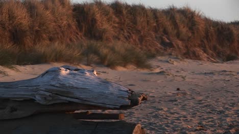A-Closeup-Of-Driftwood-Shaped-Like-A-Fossilized-Reptile-With-Beady-Eyes-Guarding-The-Beach-In-The-Goldenhour