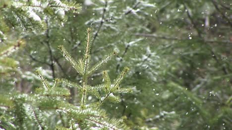 Snow-Begins-To-Collect-On-The-Trees-In-This-Closeup-Clip