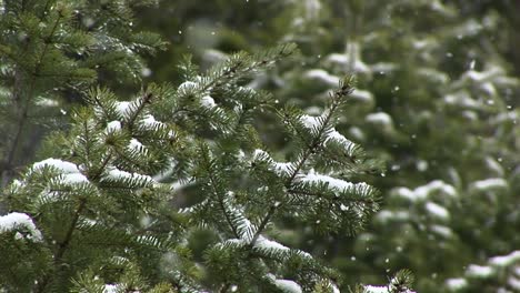 A-Look-At-Pine-Needles-As-They-Collect-Snow