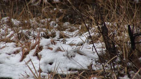 Snow-Falls-On-Decaying-Ground-Cover