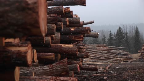 Closeup-Of-Stacked-Logs-In-A-Lumberyard