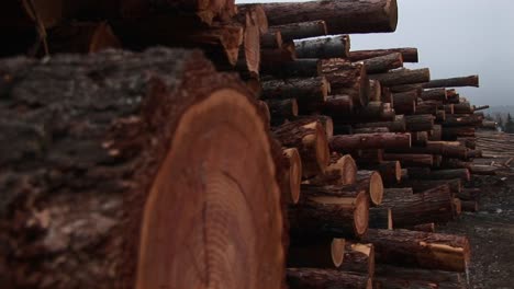 The-Camera-Pans-Down-For-Extreme-Closeup-Of-One-Log-In-A-Stack-Of-Newly-Cut-Timber