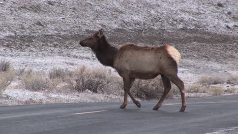 Camera-Follows-Two-Female-Elk-As-They-Cross-The-Road-To-Forage-For-Food-Ignoring-An-Approaching-Car