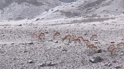 A-Herd-Of-Pronghorn-Antelope-Move-Across-A-Winter-Field
