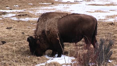 A-Molting-Bison-Forages-For-Food-In-The-Early-Spring