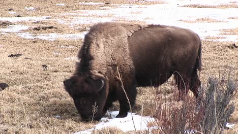 A-Grazing-Bison-With-Its-Shaggy-Molting-Coat-Pokes-Through-Dead-Grass-For-Spring'S-Tender-New-Shoots