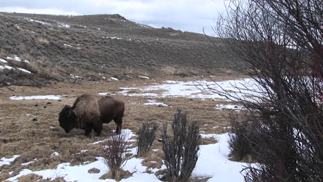 A-Lone-Bison-Searches-For-Food-In-Early-Spring