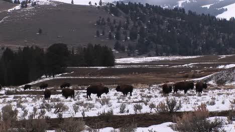 A-Herd-Of-Bison-Graze-On-A-Snowcovered-Prairie