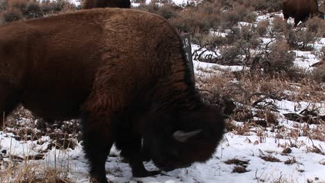 A-Bison-Takes-Time-Out-From-Grazing-To-Get-A-Good-Facial-Massage-From-A-Signpost-With-Word-Beware""-Barely-Visible-Behind-Its-Massive-Body""