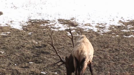 A-Wary-Male-Elk-With-An-Enormous-Rack-Gives-The-Camera-A-Backwards-Look-And-Resumes-Grazing