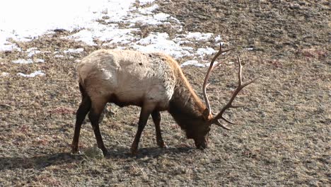 A-Male-Elk-With-A-Large-Rack-Of-Antlers-Grazes-On-Winter-Grasses