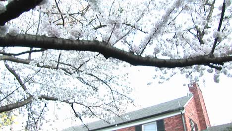 The-Camera-Pans-Down-A-Flowering-Dogwood-Tree-To-Focus-On-A-Red-Brick-Colonial-Home-In-Background