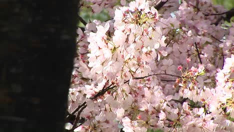 A-Wind-Gently-Moves-A-Branch-Full-Of-Pink-Cherry-Blossoms