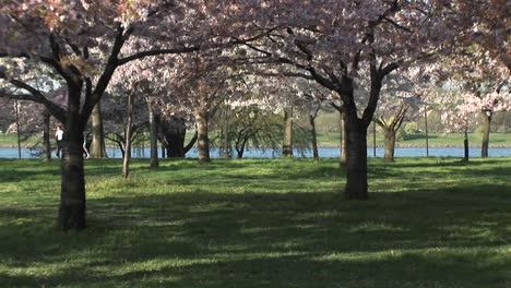 Jogger-Genießen-Die-Wunderschönen-Kirschblüten-Im-East-Potomac-Park