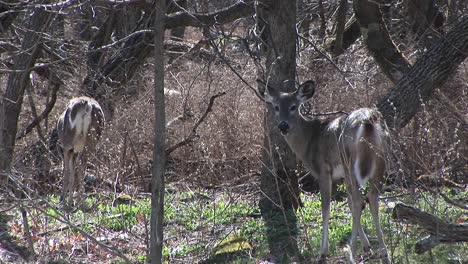Watching-The-Behaviors-Of-Two-Whitetailed-Deer-In-A-Sunny-Meadow