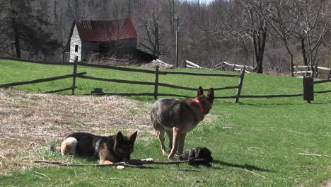 German-Shepherd-Dogs-Sit-In-A-Rural-Field-Playing-With-A-Stick