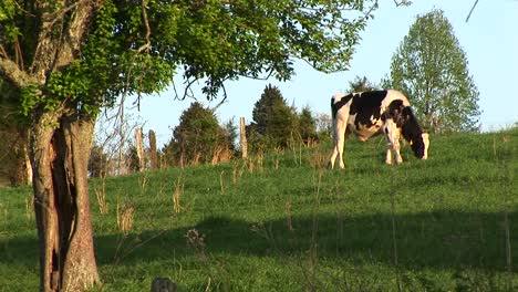 A-Holstein-Cow-Grazes-In-A-Green-Meadow