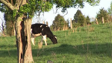 Als-Eine-Holsteiner-Milchkuh-Auf-Einer-Friedlichen-Wiese-Weidet,-Kommt-Eine-Andere-Dazu