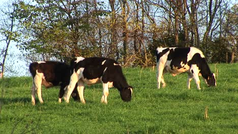 Brownandwhite-Spotted-Dairy-Cows-Graze-On-A-Meadow'S-Bright-Green-Grass