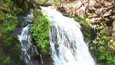 A-Rushing-Waterfall-Flows-Around-Lush-Vegetation