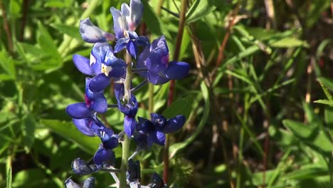 Purple-Lupine-Flowers-Grow-In-A-Field